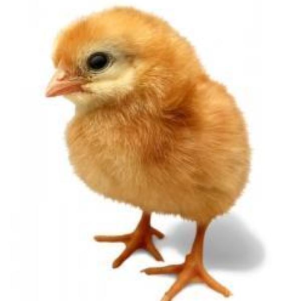 Poussin (âge 3 jours et plus)