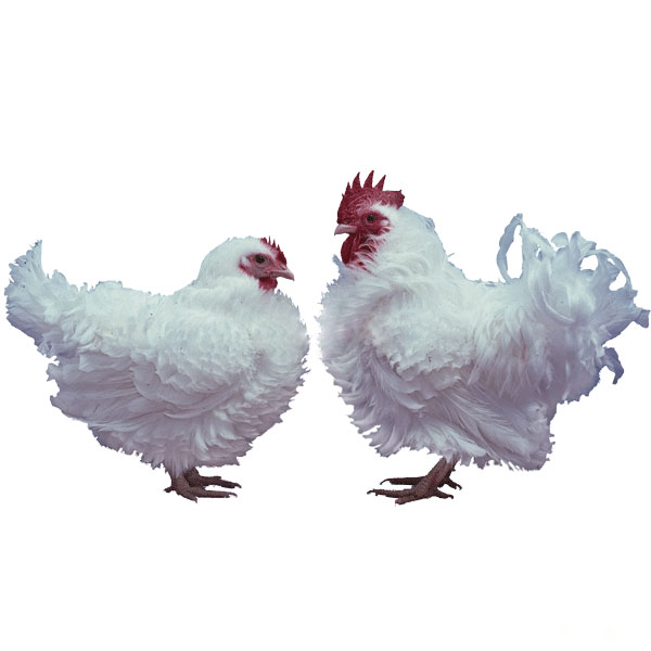 Poule (Age 3 mois et plus)